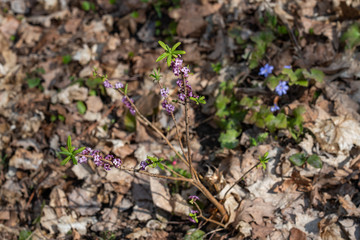 spring flowers from forest