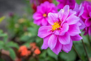 Obraz premium Top view of pink and violet flowers