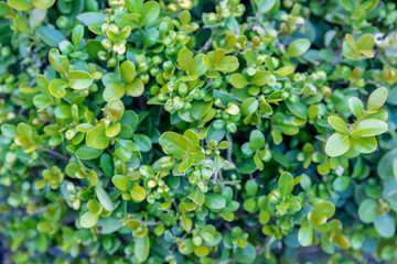 Fototapeta na wymiar Detail of green buxus sempervirens shrub