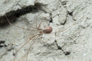 Common house hold Spider, the daddy long leg, or cellar spider, also known as vibrating spider
