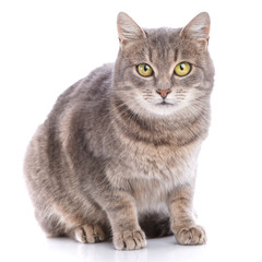 Portrait of a gray cat on a white