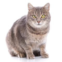 Fototapeta premium Portrait of a gray cat on a white