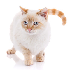 Cute red and white young cat isolated