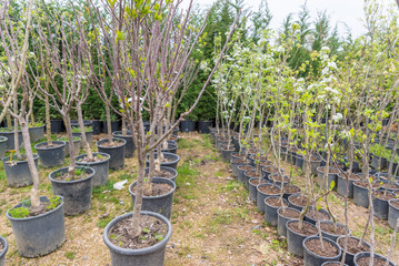 Many Green seedlings of trees and plants
