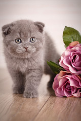 Little playful Scottish kitten playing with flofer of rose
