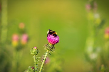 a bee collects pollen on a flower