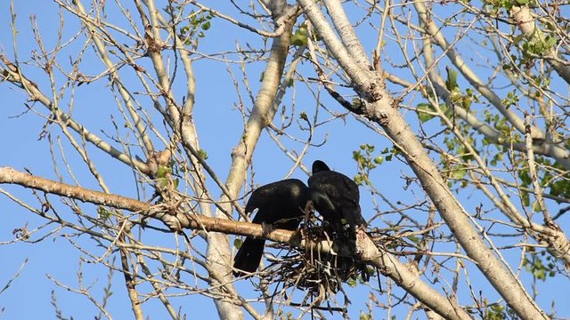 HD Video of double crested cormorants nesting in the top of leaf barren tree. Once threatened by the use of DDT, the numbers of this bird have increased markedly in recent years.