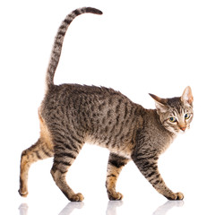 Animal, cat, pet concept - Serengeti cat