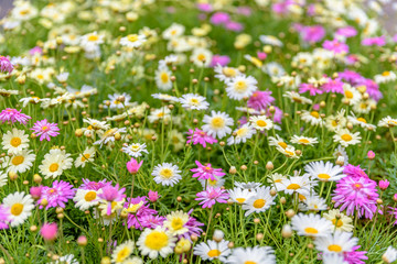 Obraz na płótnie Canvas Top view of colorful small daisy flowers