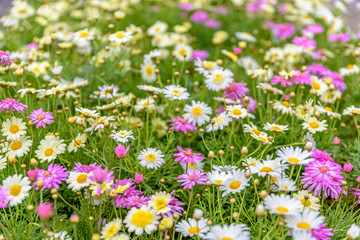 Obraz premium Top view of colorful small daisy flowers