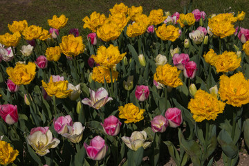 Campo di tulipani fioriti nel parco botanico di Keukenhof  in Olanda