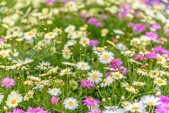 Top view of colorful small daisy flowers