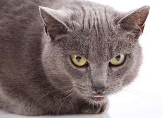 Cat Portrait without breed. A simple gray cat