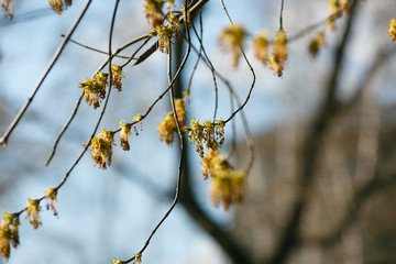 First, early spring, flowering, budding of trees, branches, leaves, background, free space, maple tree seeds Beautiful flowering awakening development sunny day