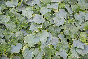 Top view of Young seedlings of cucumbers in tray