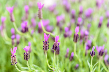 Obraz premium Top view of Lavender flower field