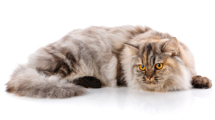 Cute thoroughbred cat on a white background.