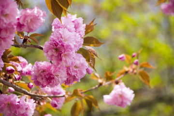 Beautiful cherry blossom in spring time
