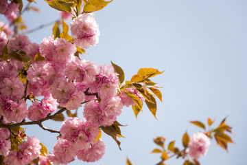 Beautiful cherry blossom in spring time