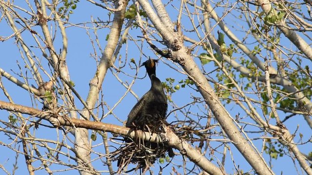 HD Video of double crested cormorants nesting in the top of leaf barren tree. Once threatened by the use of DDT, the numbers of this bird have increased markedly in recent years.