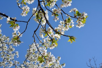 青空の下、桜の花を見上げる