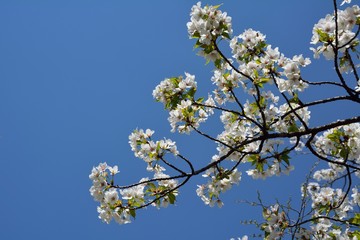 青空の下、桜の花を見上げる