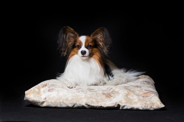 Papillon dog lies contented on his couch, isolated on black
