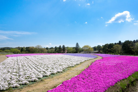 芝桜
