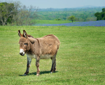 Donkey grazing on green spring pasture in Texas