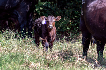 Baby Angus calf between two cows