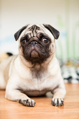 Obraz premium Puppy of the Pug breed lies on its coverlet next