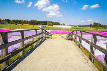Obraz premium 芝桜