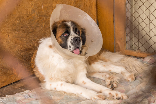 Moscow Watchdog close up dog wearing an elizabethan collar (also known as a buster collar) worn to stop her chewing at a wound.