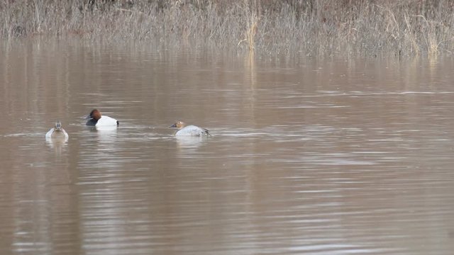 Canvasback ducks swimming on a lake