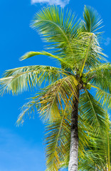 Fototapeta premium Palm trees in Saipan
