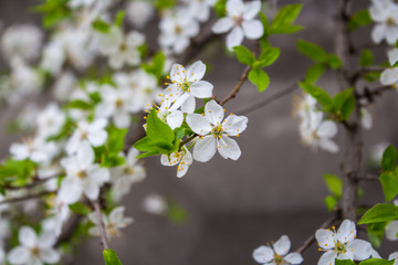 a blooming cherry