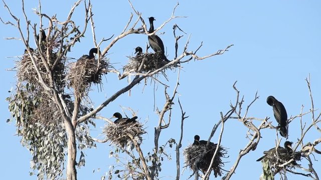 HD Video of double crested cormorants nesting in the top of leaf barren tree. Once threatened by the use of DDT, the numbers of this bird have increased markedly in recent years.