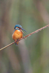 The Common kingfisher