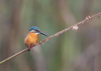 Fototapeta premium The Common kingfisher