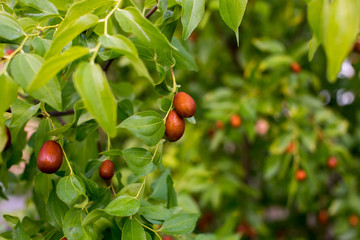 Zizifus Chinese date