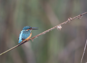 The Common kingfisher