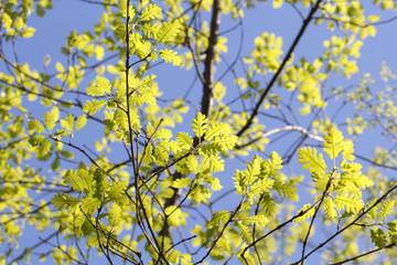 фоновое изображение ветки молодого дерева и небо  © Anna81