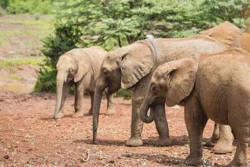 Fototapeta premium Baby Elephants in Nairobi, Kenya