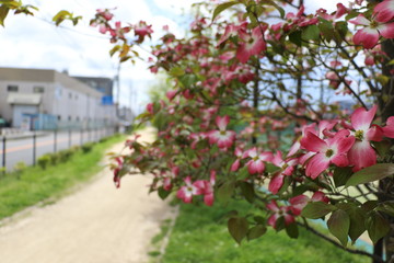 Fototapeta na wymiar 豊中市立ふれあい緑地庭球場前に咲くハナミズキ