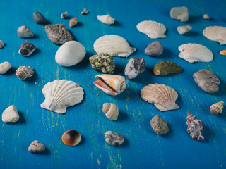 Seashells on a blue wooden background