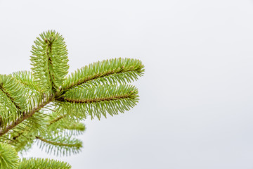 Close up photo of green needle pine fir tree branch