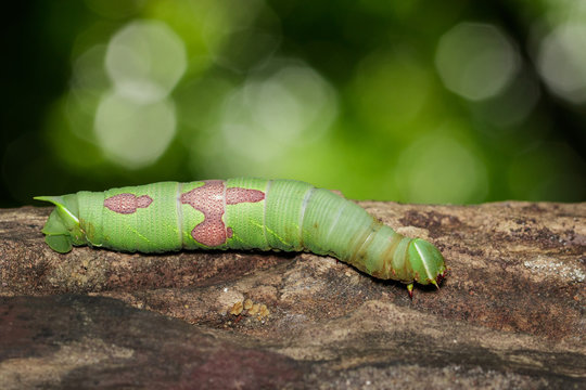 Image of green caterpillar on brown dry timber. Insect. Animal