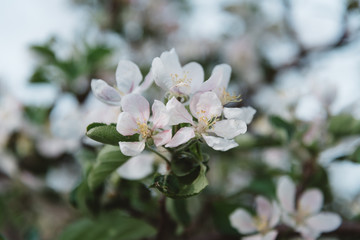 Close up of bunch of whitering white flowers in garden.