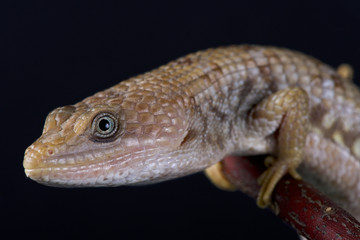  Texas alligator lizard (Gerrhonotus infernalis)