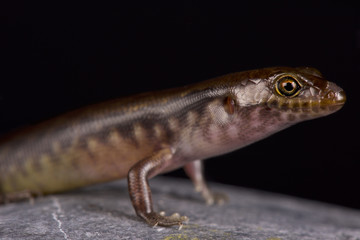 New Caledonian night skink (Kanakysaurus viviparus)
